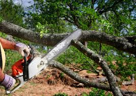 How Our Tree Care Process Works  in  Lomira, WI