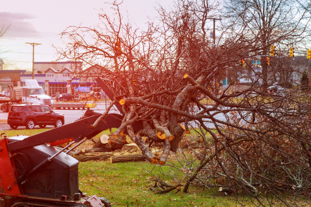 Reliable Lomira, WI Tree Care Solutions