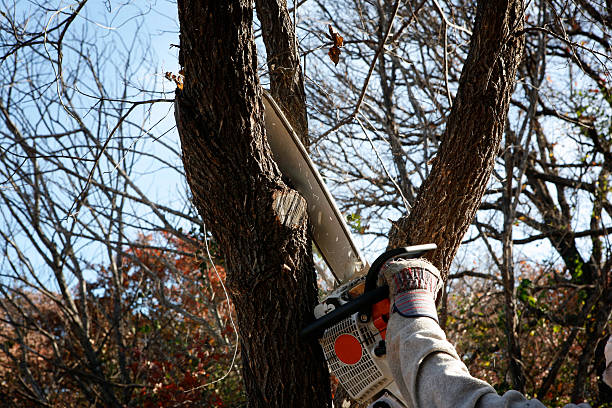 Mulching Services in Lomira, WI