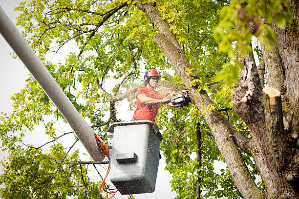 Professional Tree Care in Lomira, WI