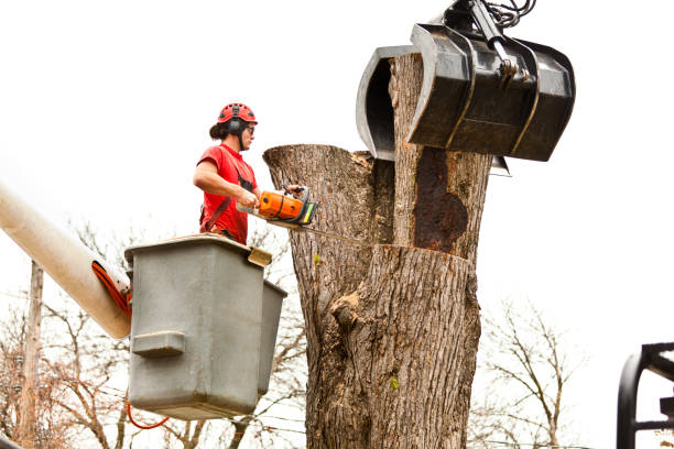 Best Arborist Consultation Services  in Lomira, WI